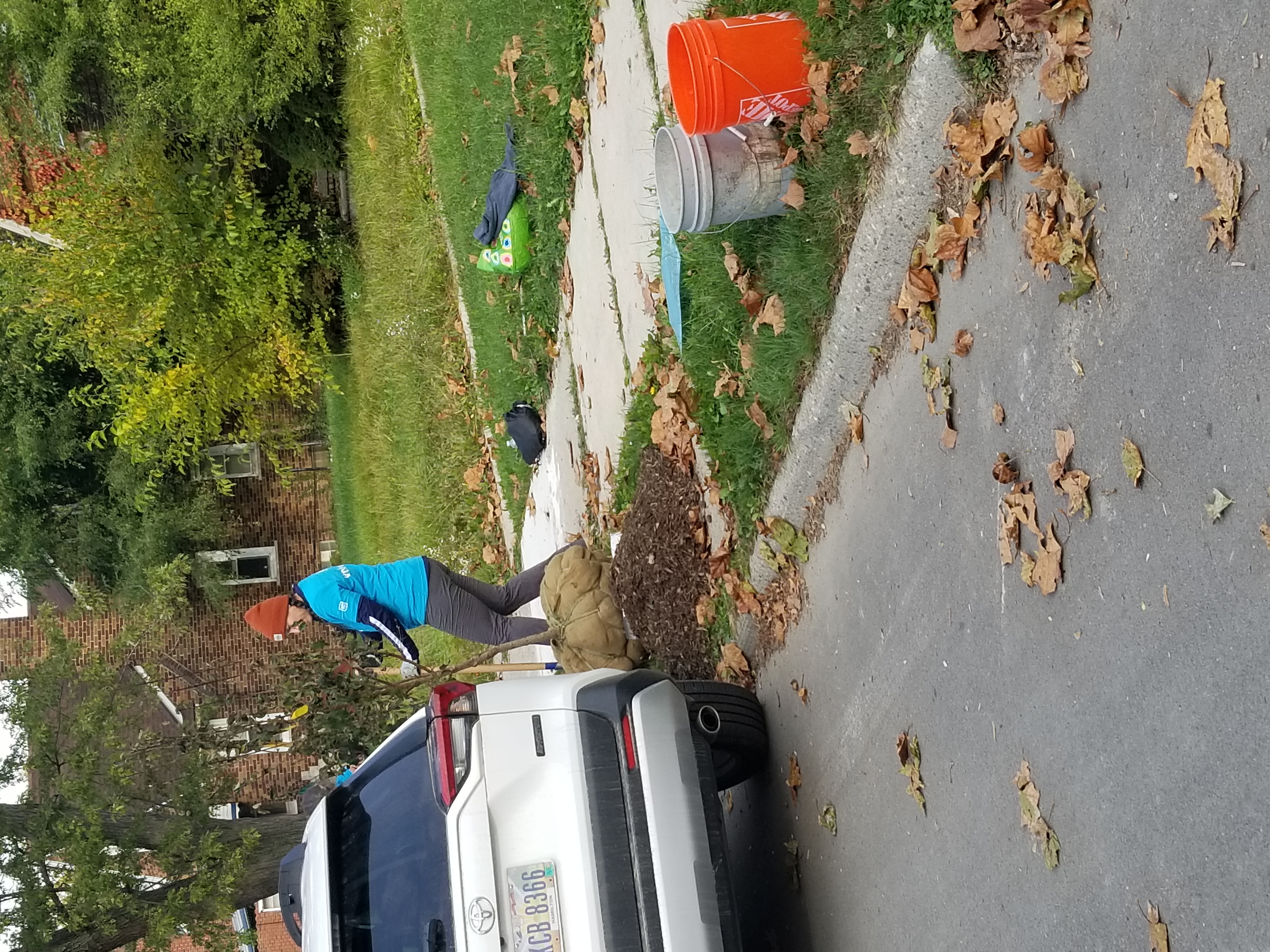 Side view of a person with a knit cap and braids using a shovel to dig a hole. Nearby, a young tree wrapped in canvas cloth awaits its new resting spot.