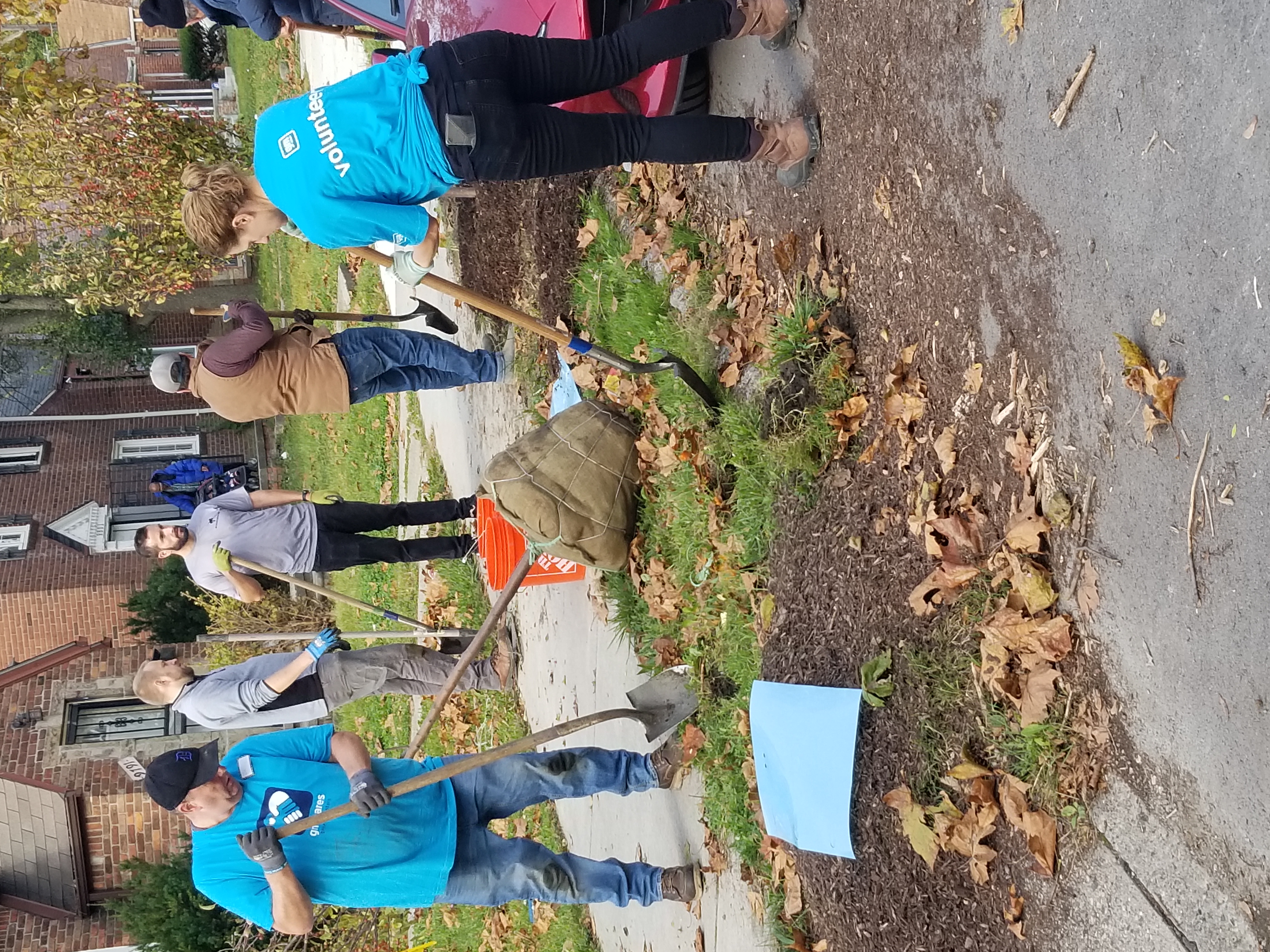 Five people with shovels dig holes in grass near the sidewalk. One young tree wrapped in canvas waits tipped over nearby, and another has recently been planted in a hole. Two of the people wear blue shirts which read, "Volunteer."